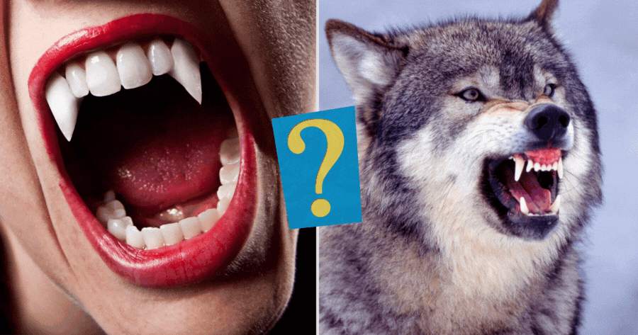 Choose Wolf Teeth Or Vampire Teeth And See How Many Love Assholes You Will Meet?